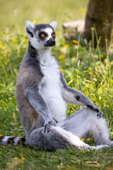 lémurien dans son enclos dans un zoo 