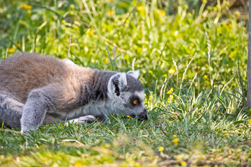lémurien dans son enclos dans un zoo 