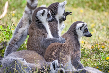Fototapeta premium groupe de lémurien dans son enclos dans un zoo 