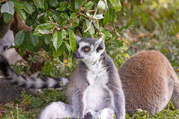 groupe de lémurien dans son enclos dans un zoo 