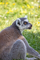 Obraz premium lémurien dans son enclos dans un zoo 