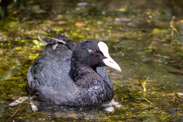 canard noir dans l'eau