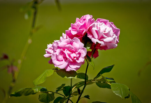 fleurs rose en gros plan sur un rosier