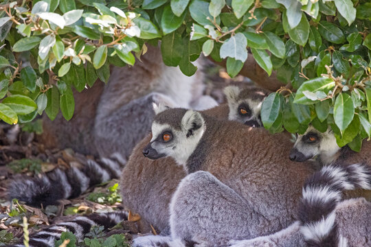 groupe de lémurien dans son enclos dans un zoo 