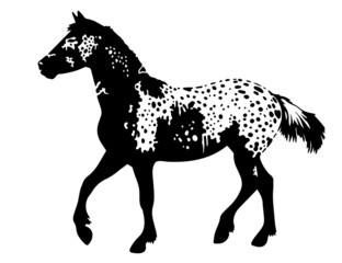 isolated Appaloosa vector illustration