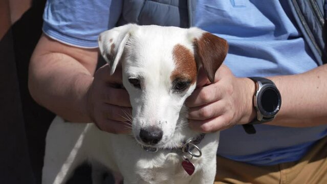 Male hands do massage to the dog.