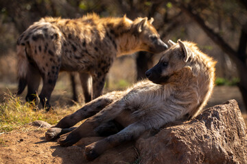 Hyena den where they rest from the hot African sun of South Africa.