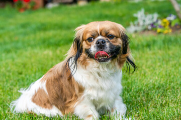 Young Pekingese dog in the garden