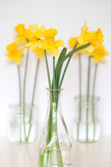 Bouquet of yellow daffodils in a transparent glass vase on a white background