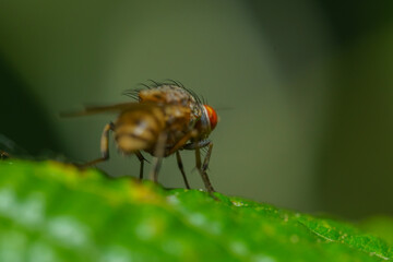 Musca autumnalis, the face fly or autumn housefly, is a pest of cattle and horses. Selective focus image.