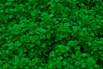 Green watercress in vegetable garden
