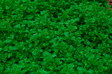 Obraz premium Green watercress in vegetable garden