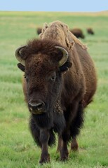 close up  of  approaching  american bison  in the green grass in summer  along the wildlife drive in the rocky mountain arsenal national wildlife refuge  in commerce city, near denver, colorado