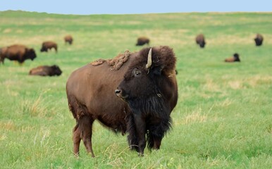 american bison grazing in the green grass in summer  along the wildlife drive in the rocky mountain arsenal national wildlife refuge  in commerce city, near denver, colorado