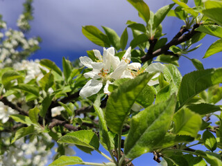 Blooming branches of an apple tree on a background of blue sky