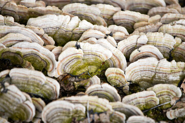 Fototapeta na wymiar Bracket fungi close up growing on dead wood in the forest