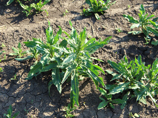Weed in the agricultural field
