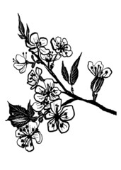 drawing picture cherry blossom branch isolated on white background, sketch, hand drawn digital vector illustration