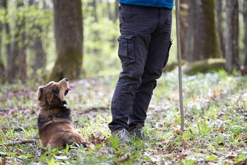 Happy dog and man playing in spring forest