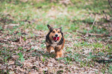 Mongrel dog in the forest