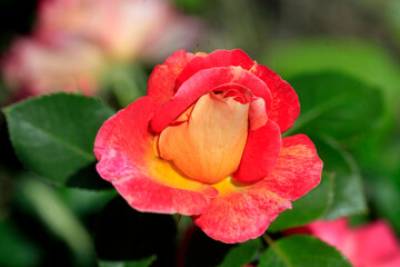 Obraz premium Colorfyl roses in summer garden