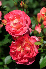Colorfyl roses in summer garden