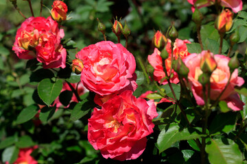 Colorfyl roses in summer garden