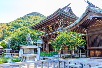Obraz premium 初夏の宮地嶽神社 菖蒲祭り 福岡県福津市 Miyajidake Shrine in early summer. Iris festival. Fukuoka Fukutsu city 