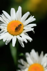 White chamomile on nature background