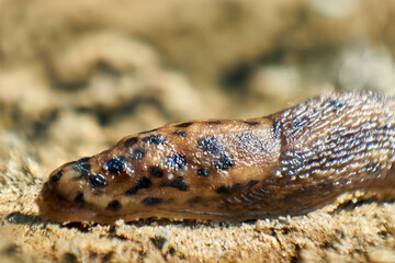 The slug crawls on dry grass in search of food. Slug skin.