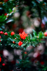 Big red flowers of pomegranate in full bloom on green branch close up. Beautiful blooming fruit tree in the summer garden 
