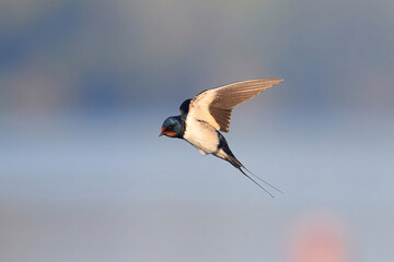 Die Rauchschwalbe (Hirundo rustica), auch Hausschwalbe und Gabelschwalbe genannt © Zakaria Laperashvili