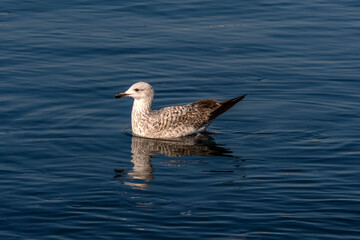 Image of lone swimming seagull taken with selective focus.