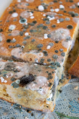 moldy cake covered in mold, Majorca, Balearic Islands, Spain