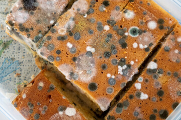 moldy cake covered in mold, Majorca, Balearic Islands, Spain