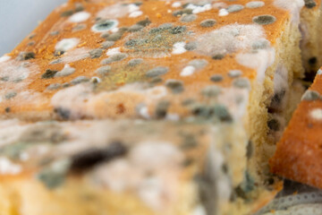moldy cake covered in mold, Majorca, Balearic Islands, Spain