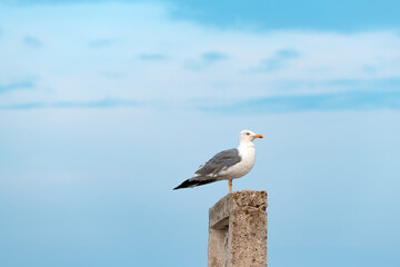 Seagull bird standing on the seashore