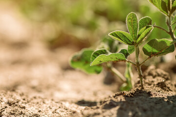 Soybean (Glycine Max) crop sprouts in field