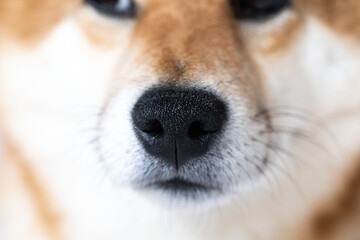  funny adorable shiba inu dog pet family friends a white blanket in bed. Cozy couch interior banner photo portrait.