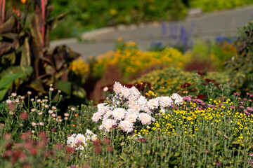 Natural background with white chrysanthemums