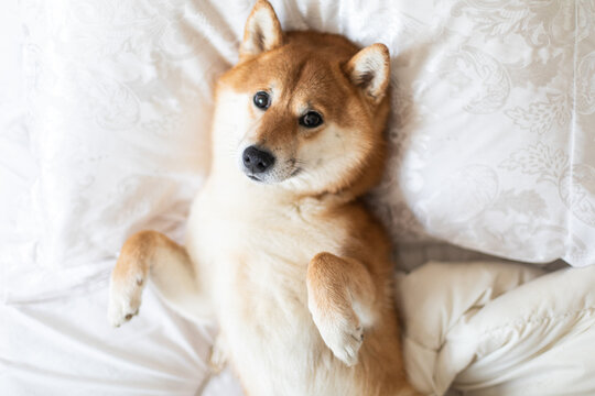 funny adorable shiba inu dog pet family friends a white blanket in bed. Cozy couch interior banner photo portrait.