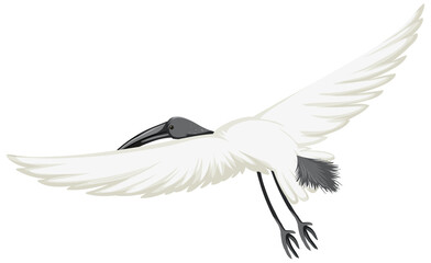 Australian white ibis isolated
