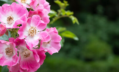 Fondo con flores rosa rugosa o rosa japonesa a finales de primavera con bokeh