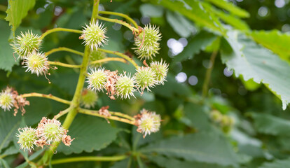 Jóvenes brotes espinosos de un castaño de indias, Aesculus hippocastanum