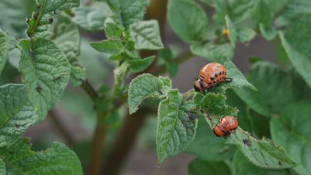 The larva of the Colorado potato beetle parasitizes on green potato leaves. Parasites destroy crops in the field. Home plantation, Potato industry, agriculture