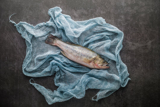 Blue gauze on fresh sea bass