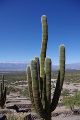 Cactus sobre cielo azul