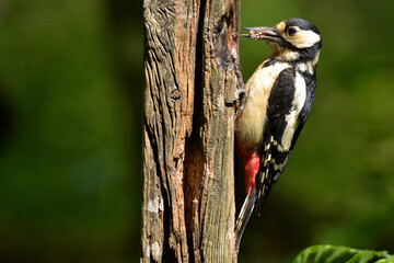 Wildlife Photography