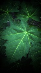 Cnidoscolus aconitifolius is a relatively new vegetable plant known in Indonesia. The layman knows it as Japanese papaya. In English, he is nicknamed the spinach tree. Central America  known as chaya 