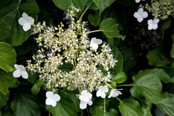 Filigranes Netzwerk - Die Blüten und Blütenstände einer Kletterhortensie
